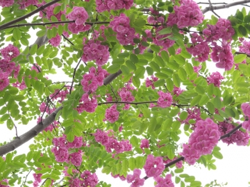 a赤紫花木３Ｗ