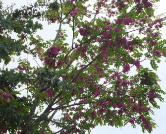 a赤紫花木Ｗ
