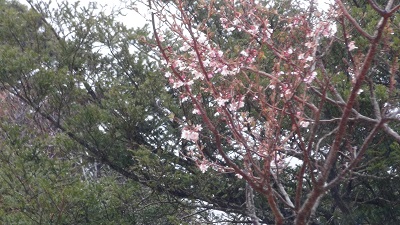金華山の桜が開花しました