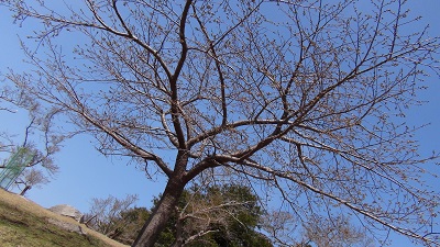 金華山　桜の木