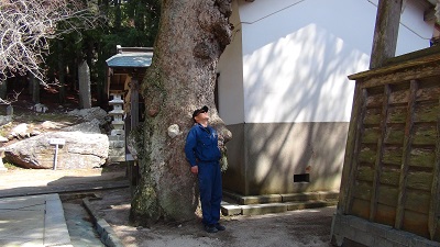 金華山パワースポット　『こぶの木』