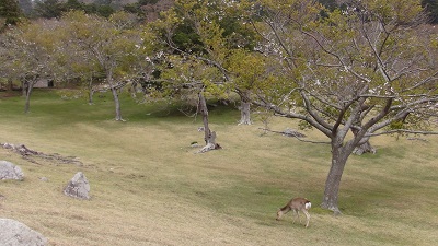 金華山　鹿山公園の桜