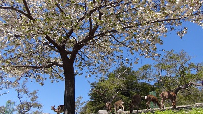 鹿山公園の桜と鹿