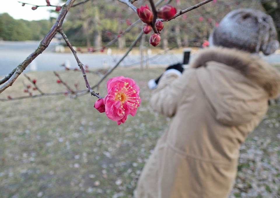 早咲きの紅梅 2015