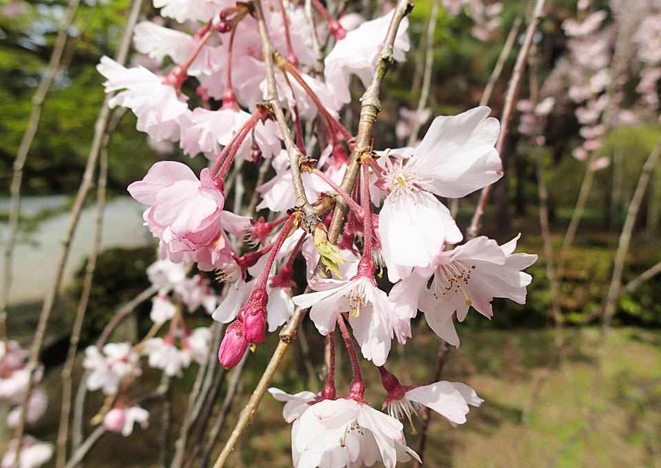 ピンクの枝垂桜