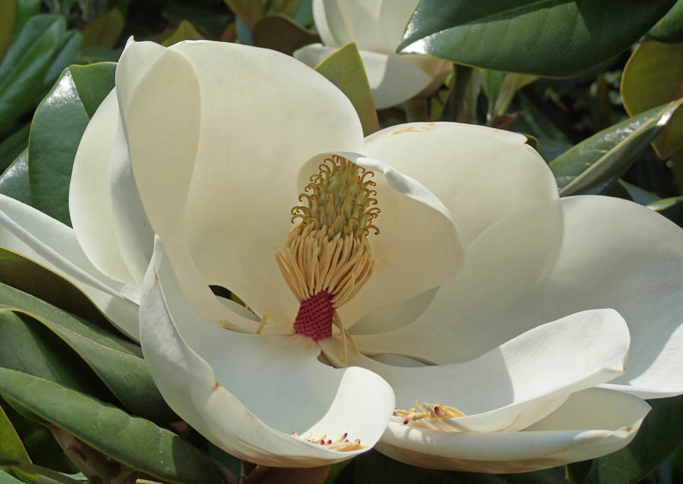 タイサンボクの大きな花