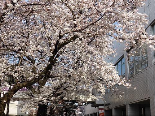 僕の周りの桜、開花状況