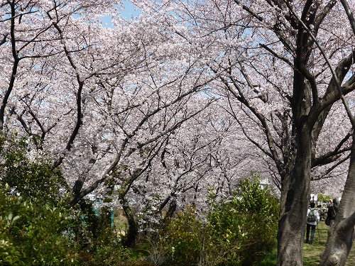 府中の森桜並木