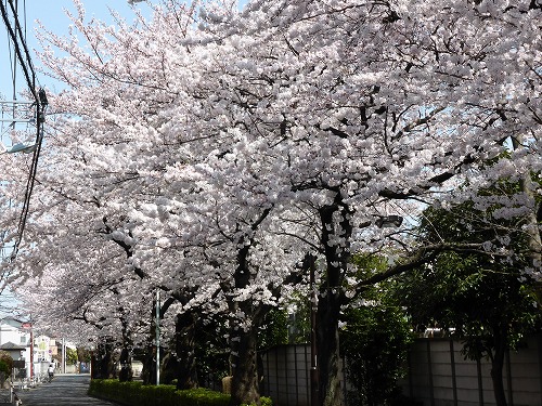 多摩川競艇場桜並木