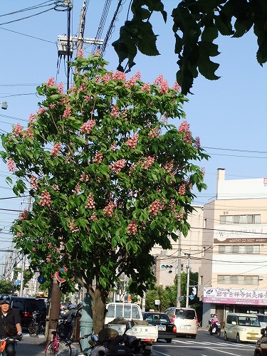 沖縄 街路 樹 ピンク の 花