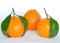 Mandarin_Oranges_(Citrus_Reticulata).jpg