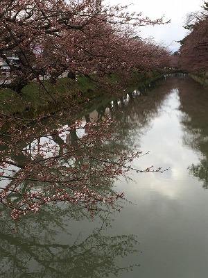 2015416桜2