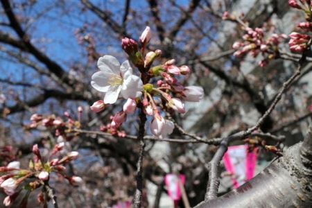 桜一分咲き＠目黒川2015　　 　4915