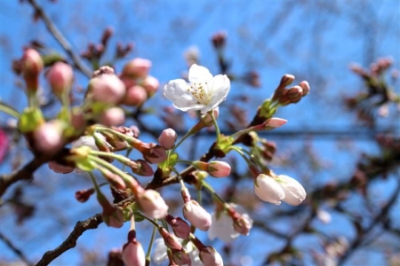桜一分咲き＠目黒川2015　　 　4924