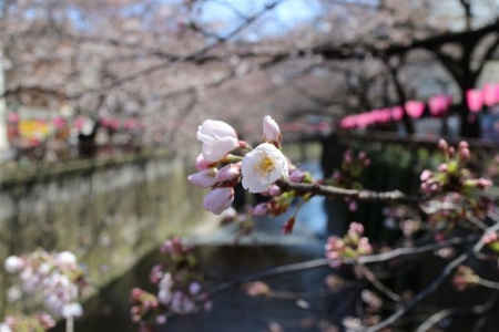 桜一分咲き＠目黒川2015　　 　4921