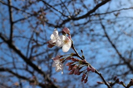 桜一分咲き＠目黒川2015　　 　4922