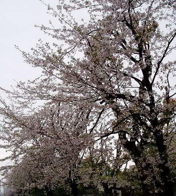 桜-5(2009-4-4)