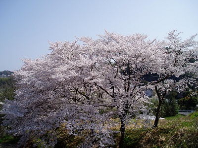 桜-6(2009-4-7)