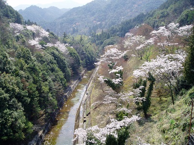 桜-7(2009-4-8)