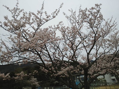 校庭の桜-2