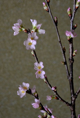 正月の桜2
