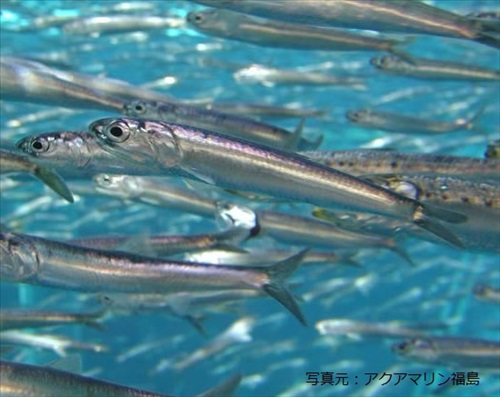 anchovy-image01.jpg