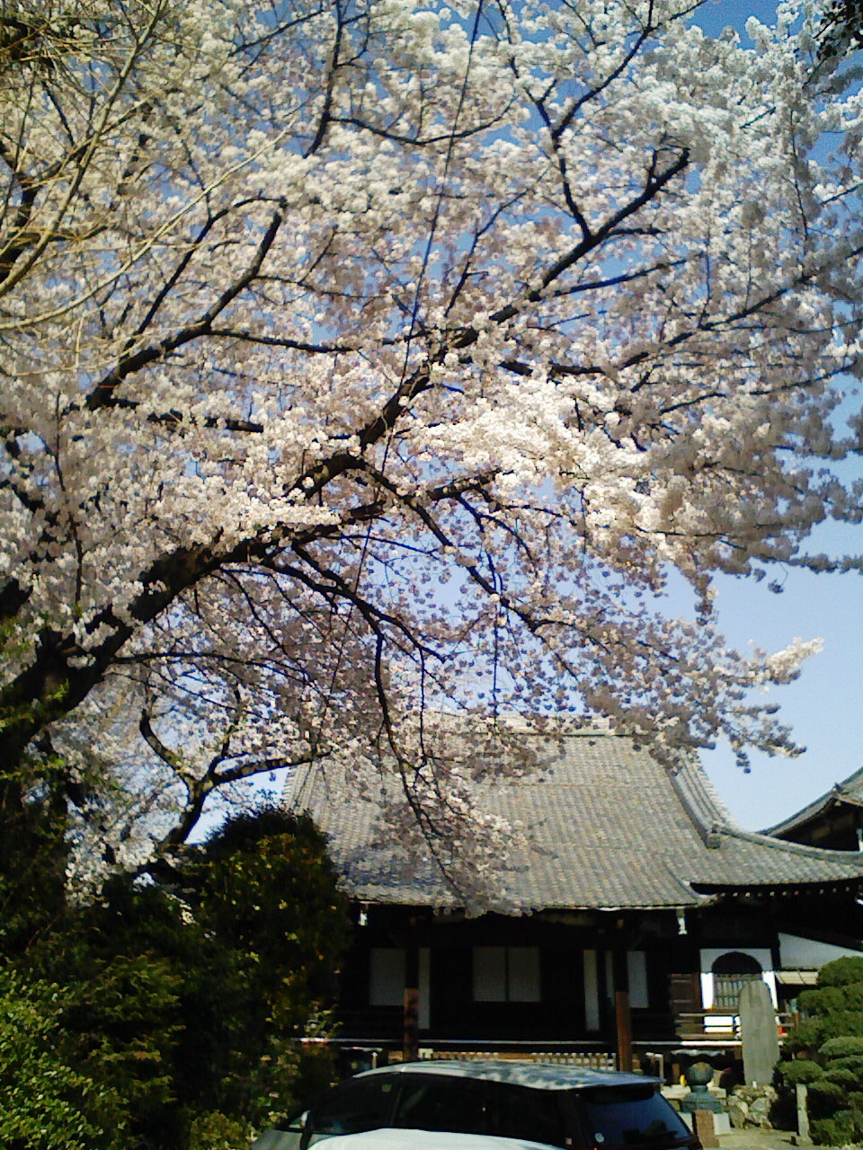 海蔵寺の桜