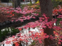 下賀茂神社の紅葉