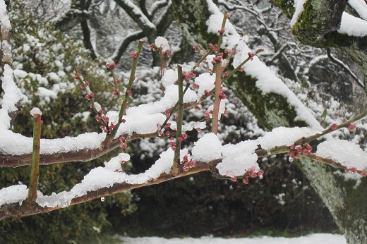 梅の枝に積もる雪