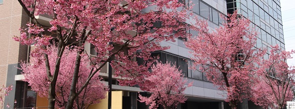 新横浜駅近くのおかめ桜の街路樹