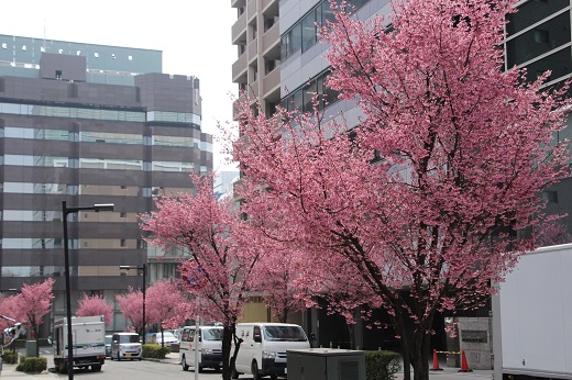 おかめ桜の街路樹１