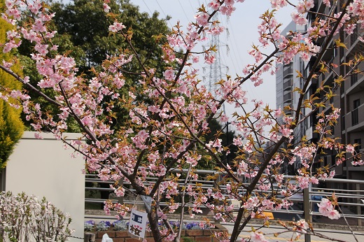 かわづ桜１