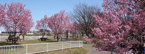 新横浜駅前公園の「横浜緋桜」