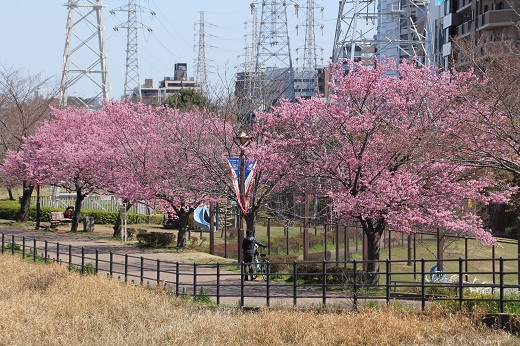 三角橋付近の「横浜緋桜」１