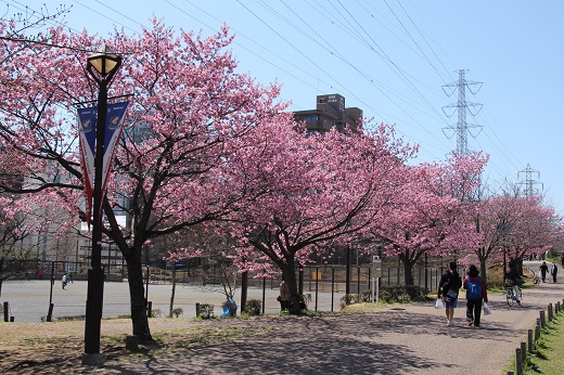 三角橋付近の「横浜緋桜」２