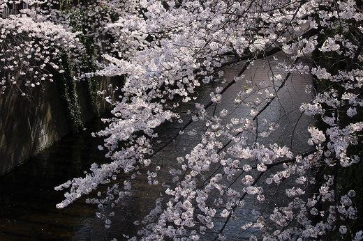 川に垂れ下がる桜１