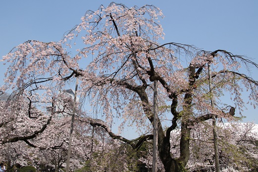 入口正面の枝垂れ桜１
