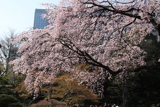 ピンクの枝垂れ桜１