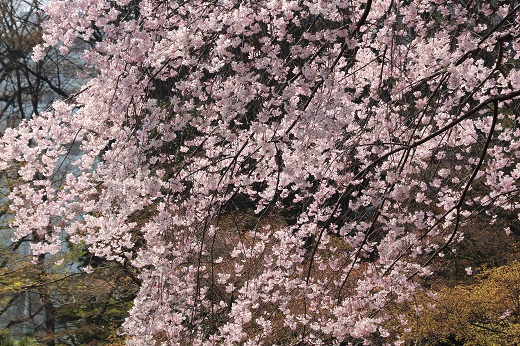 ピンクの枝垂れ桜２