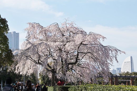 山下公園の枝垂れ桜１