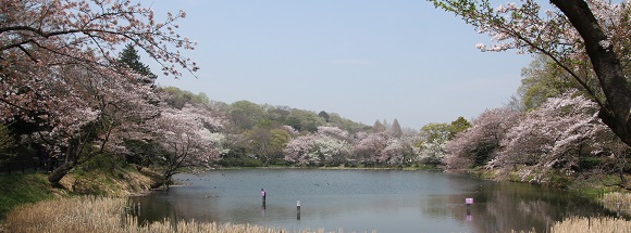 三ツ池公園下の池畔の桜