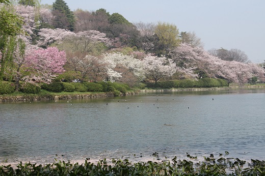 中の池畔の桜