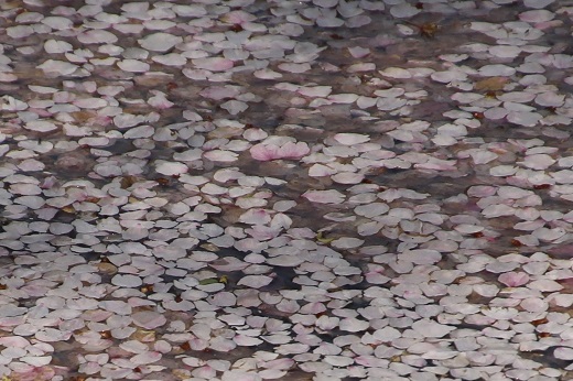 淡いピンクの花筏２