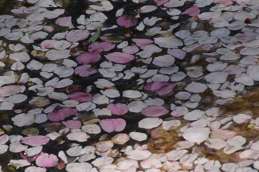 淡いピンクの花筏３