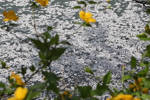 池の畔のヤマブキと花筏