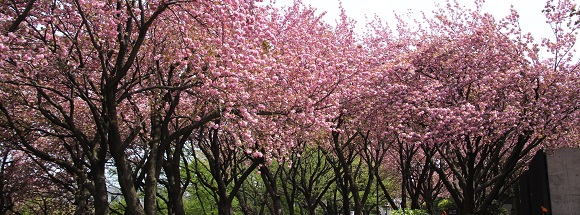 菊名桜山公園の八重桜
