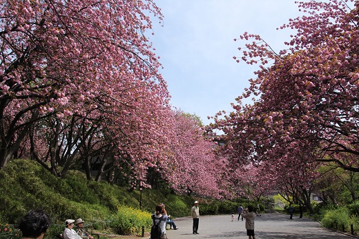 広場を囲む八重桜１