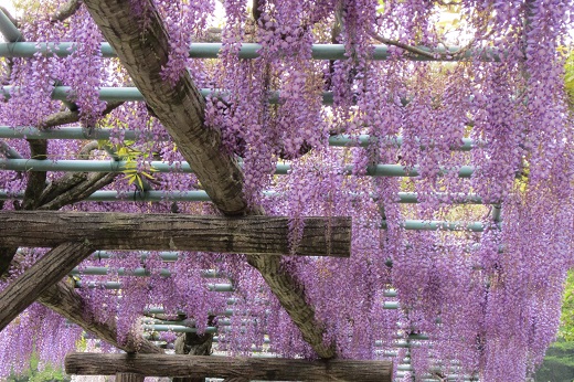 紫の藤棚