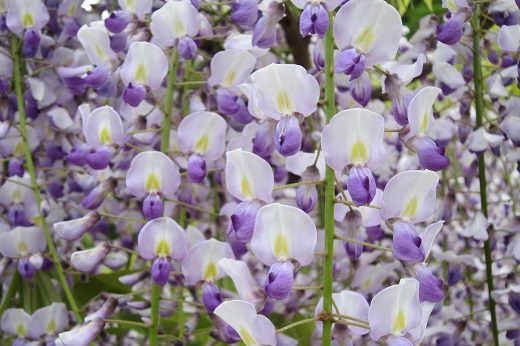 白と紫の藤