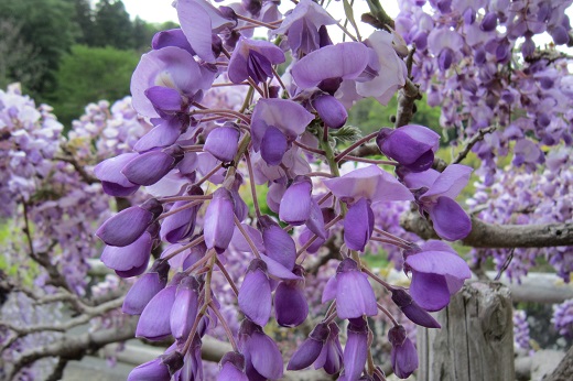 紫の藤